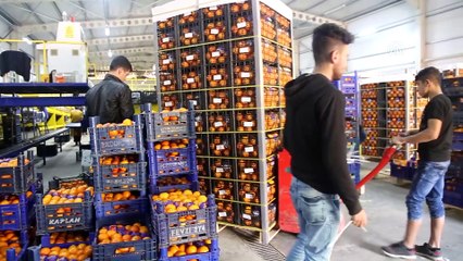 Ege'nin narenciye bahçesi Muğla (2)