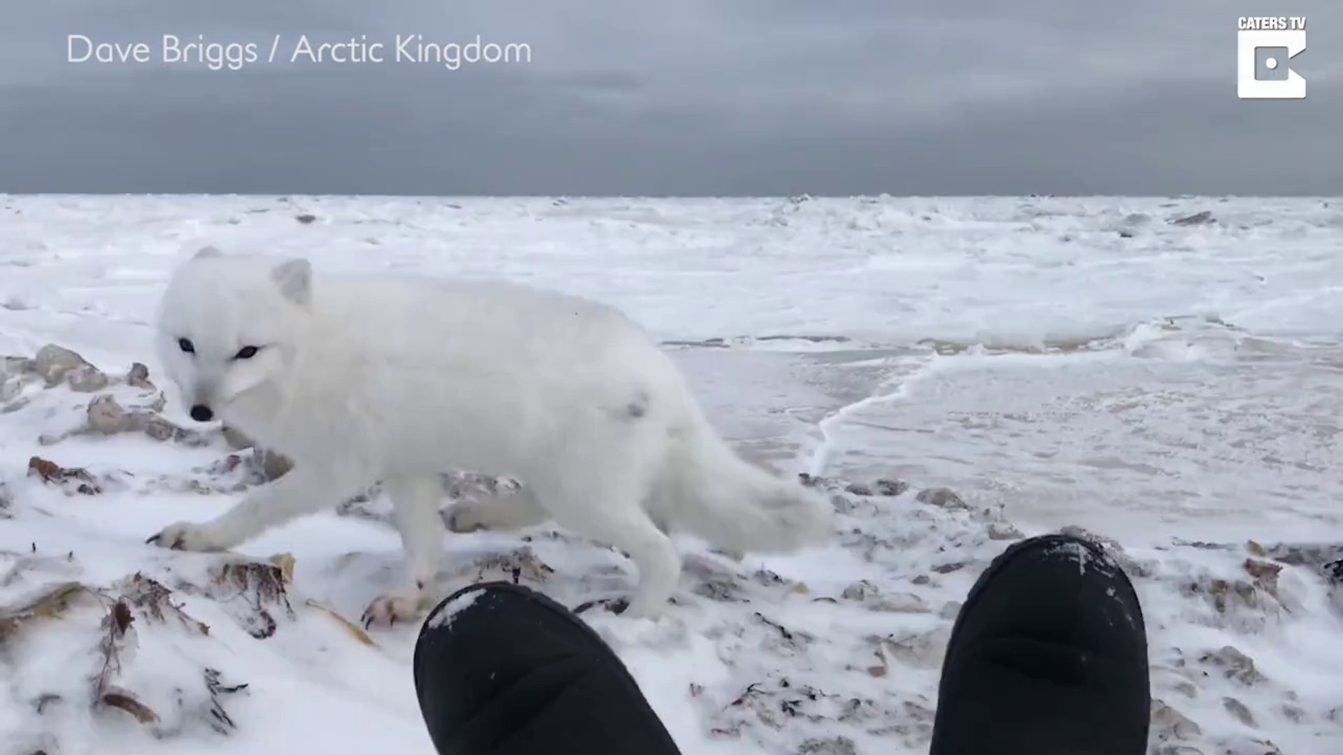 Un Renard Polaire Vient A La Rencontre D Un Photographe Sur La Banquise Video Dailymotion