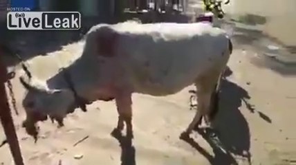 Cette vache n'a plus de bouche à cause d'un feu d'artifice !