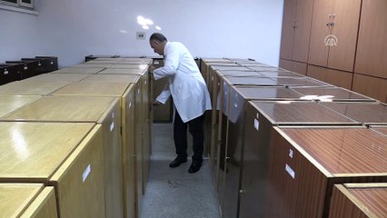 Yarım asırlık müze böcek bilimine ışık tutuyor - ERZURUM