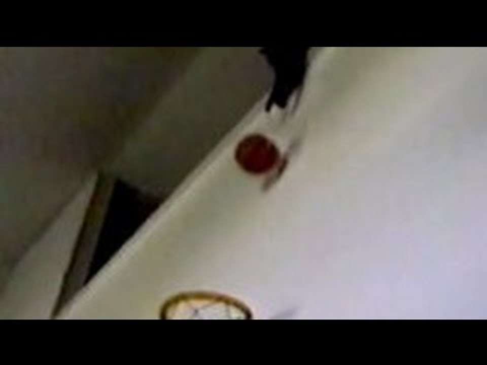 「この猫、バスケの天才か！？」バスケのシュートが上手すぎる猫！w