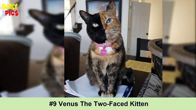 10+ Hilarious Photos of Cats - Cats With The Craziest Fur Markings Ever