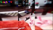 Cats and Dogs Really Hate Being Flipped Off - Dog and Cat Reaction with Middle Finger