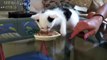 Funny and Cute Kittens Who Don't Want To Share Their Food Compilation