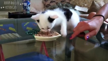 Funny and Cute Kittens Who Don't Want To Share Their Food Compilation