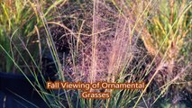 A Great Time to View Ornamental Grass Plants is Early in the Morning
