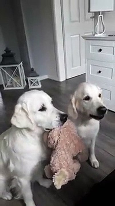 Ce 2 chiens ne veulent pas lacher leur doudou, même pour manger... Duo parfait