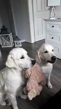 Ce 2 chiens ne veulent pas lacher leur doudou, même pour manger... Duo parfait