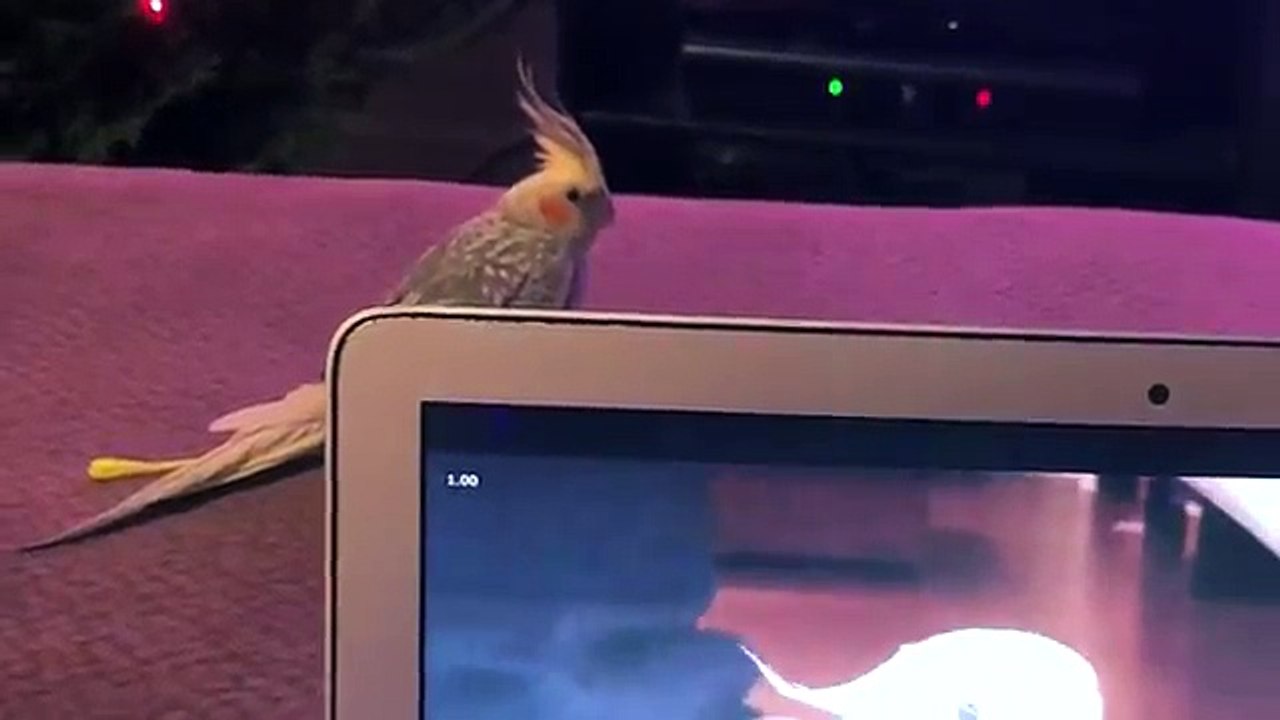 Cette perruche pete un cable à cause d'une perruche qui imite la sonnerie d'un iPhone... En mode inception