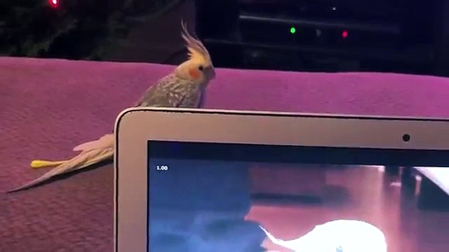 Cette perruche pete un cable à cause d'une perruche qui imite la sonnerie d'un iPhone... En mode inception