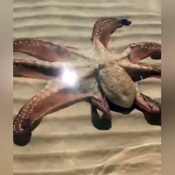 Un calamar très amical vient saluer des touristes