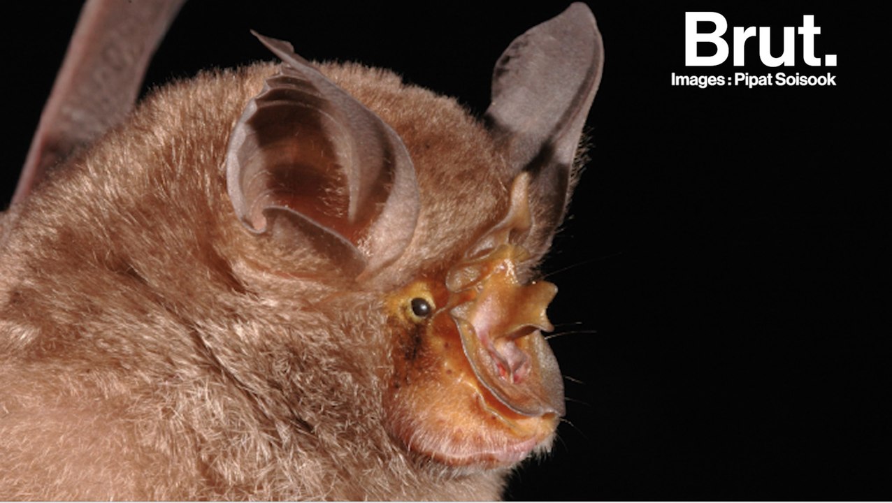 27 nouvelles espèces découvertes dans le Grand Mekong