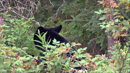 Understanding Ecosystems for Kids - Producers, Consumers, Decomposers - FreeSchool-bJEToQ49Yjc