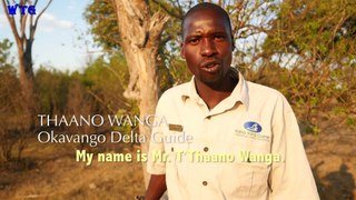 ango Delta, Botswana Safari (HD 1080p)_