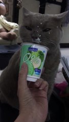 INSIDER THAILAND-Cat eat Yogurt