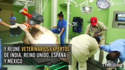 ¡Increíble! En Dubái inauguran un hospital exclusivo para camellos