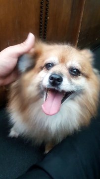 Fluffy Doggo Enjoys Pets