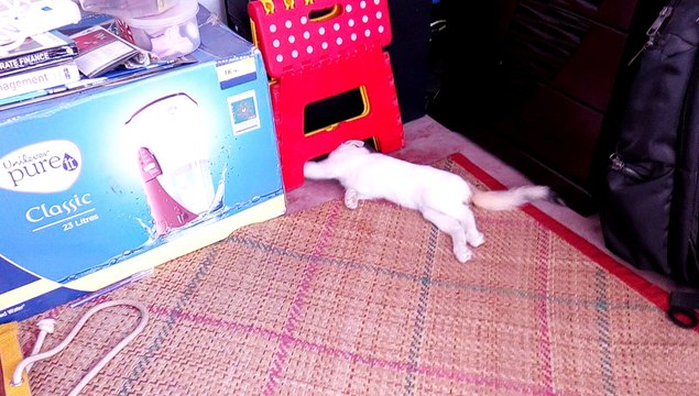 The Sweetest Paralyzed Kitten