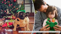 Spoiled pets: Brits will spend THIS much on their textured companions this Christmas