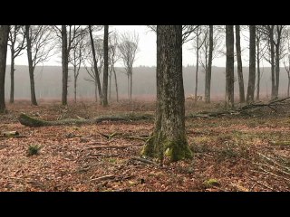 Avant les fûts biodynamiques, il y a un arbre...