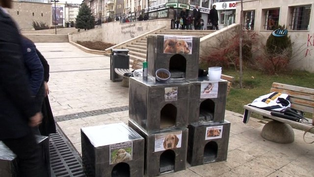 Öğrencilerden harçlıklarıyla sokak hayvanlarına sıcak yuva