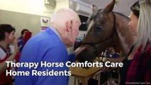Therapy Horse Comforts Care Home Residents