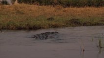 En kayak ces 2 touristes se font charger par un crocodile énorme... Flippant