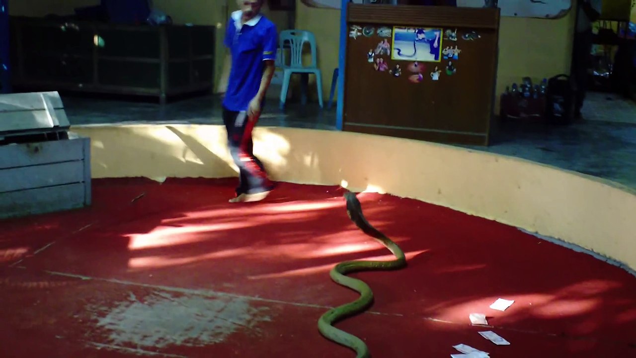 Ce thaïlandais joue avec son cobra royal géant et c'est impressionnant