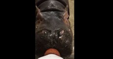 Cincinnati Zoo Prepares to Take Fiona The Hippo Off Bottle Feeding