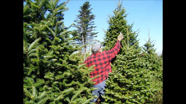 Action Tree Service & Stump Grinding - (636) 224-3178