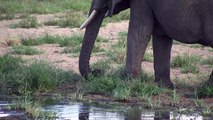UN-backed rangers helping elephant poachers in Tanzania