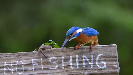 ViralTV_A kingfisher ignoring the rules. :(