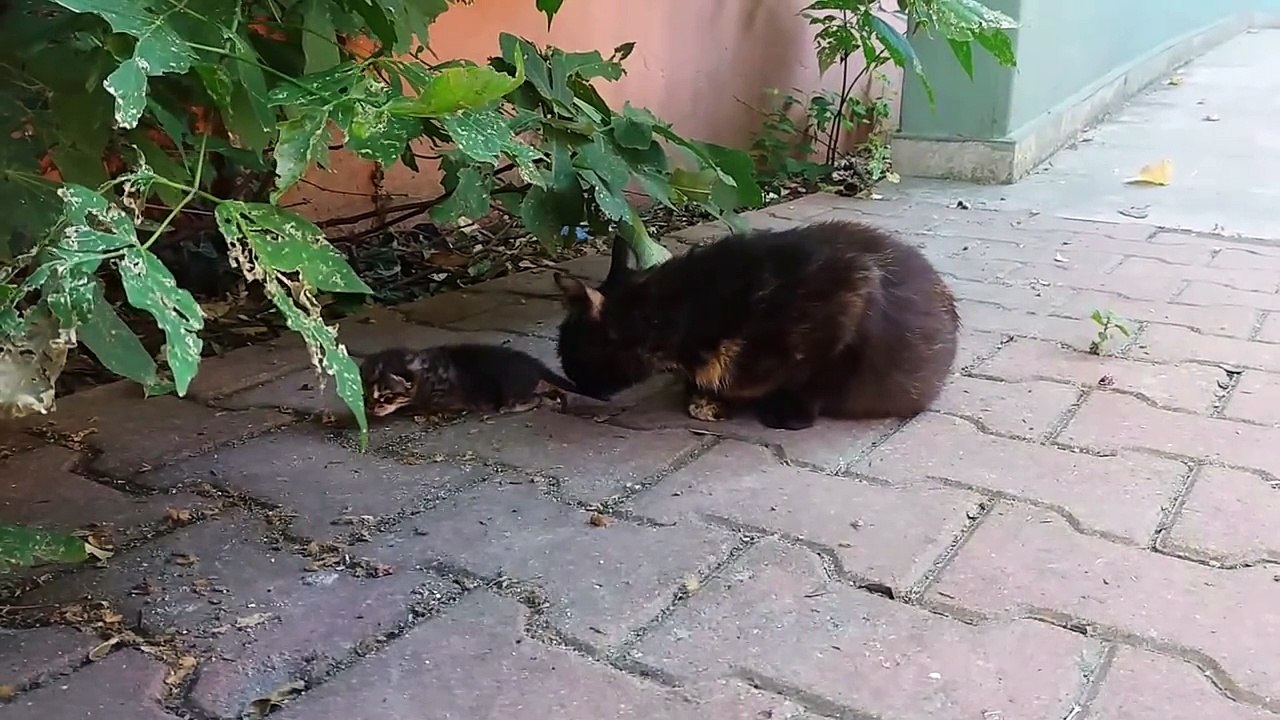Kedi sesleri Miyavlayan kediler ( Kediniz için farklı kedi sesleri