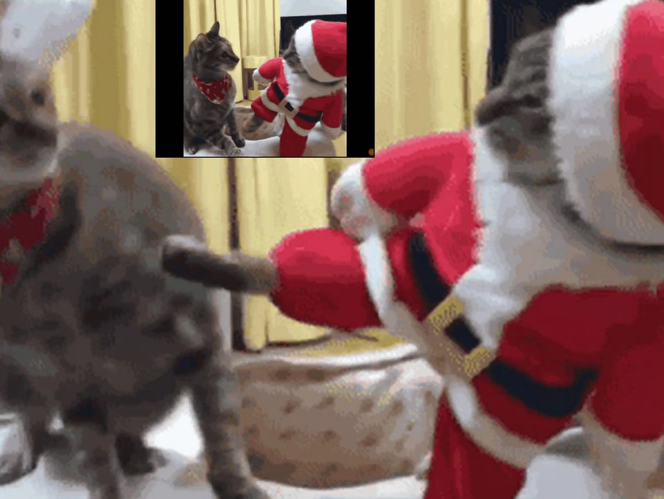cats and dogs funny videos 2017 funny animals Try Not To Laugh