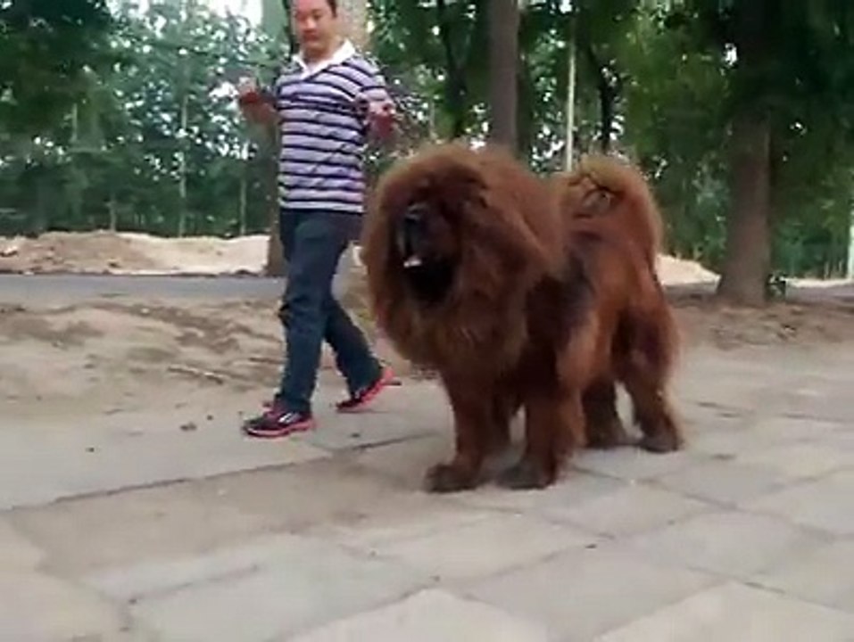 see d biggest and cleaver dog in d world video Dailymotion