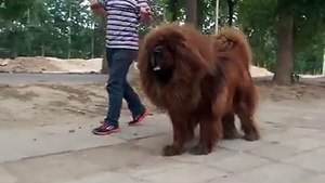 see d biggest and cleaver dog in d world
