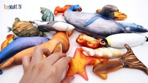 Colorful Sea Creatures~! Learn Sea Creature Names with Kinetic Sand-E5sREjuFGfg