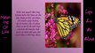 Meaning Of Life - Lessons From Butterflies - Try Your Best-BoXPHI9WoCw