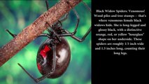 Bad Bugs Slideshow Identifying Bugs and Their Bites