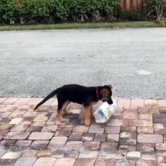 Phòng khám đa khoa Đại Đông - Funny Dogs #5