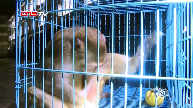 Released pet monkey don’t want to live in the wild and goes back to the “home”-9A2wE9aM5aA