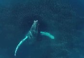 Whale Breaches Under Rainbow Near San Diego