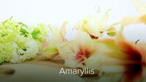 Beautiful Amaryllis Bouquet _ Flower Factor How To _ Bouquet-MS15HRRxlo0