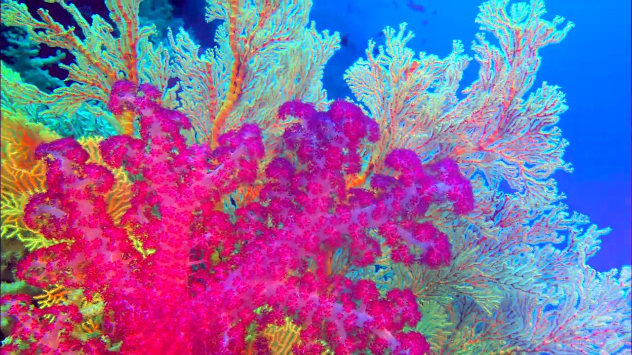 Flume X Greenpeace video Dailymotion