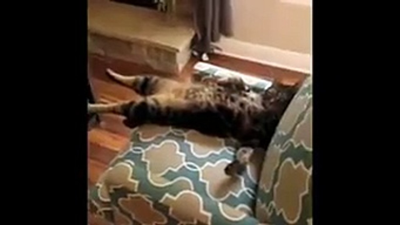 Funny animals compilation so funny-Try not to laugh