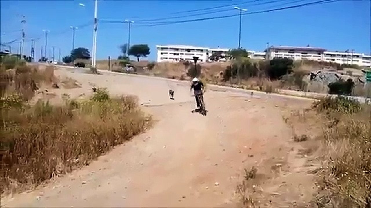 The funny animlas jump fails so funny compilation