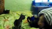 Funny Cats Compilation - Funny Cat Videos - pet kittens - pets kitty PART - 4-xRiG-kqXTGQ