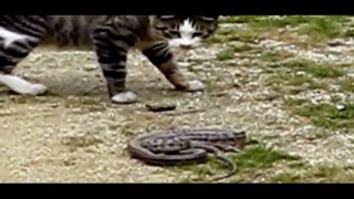Funny Cats V_S Snakes Compilation 2017 _ Best Funny Cat Videos Ever-d0TMTHAb0Jc