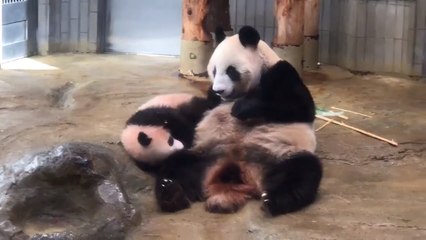 Adorable Baby Panda Plays With Mother During Debut at Tokyo Zoo