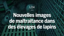 L214 : de nouvelles images montrent la maltraitance de lapins dans certains élevages français